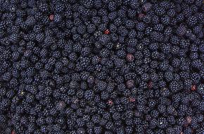 ripe berry crop