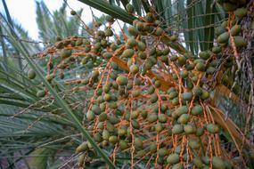 fresh dates on a tree