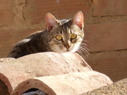 Cat Roof Texas