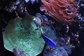 Monterey Aquarium