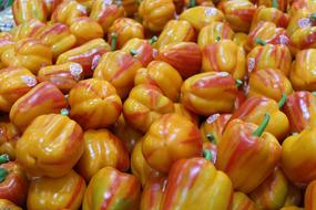 harvest of colorful vegetables