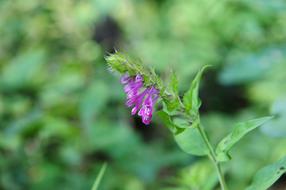 plants type flower green