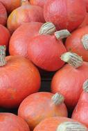 Tasty little pumpkins
