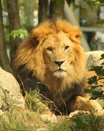 Lion Cat Animal