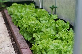 ripe lettuce leaves in the garden