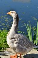 gray goose standing by the lake