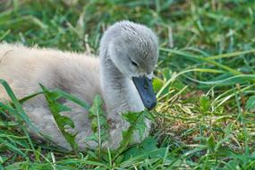 Swan Chicks Young Animal