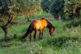 Horse Light Sunset
