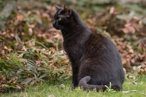 black cat in an autumn garden