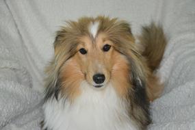Dog Bitch Shetland Sheepdog