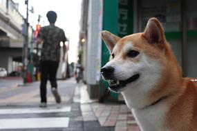 Shiba Inu Dog Pet