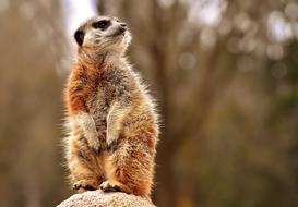 Meerkat Animal Nature