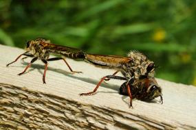 Insects at Nature