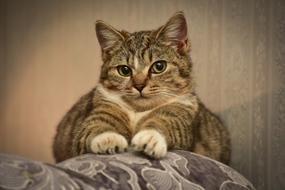 Cat Sofa Eyes
