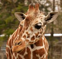 Giraffe in Zoo, sad Animal portrait
