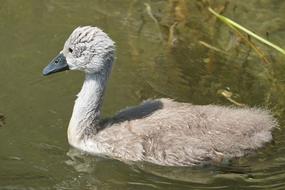 little swan swims wet
