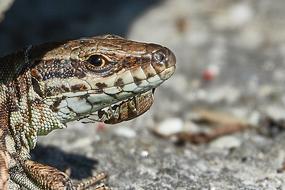 beetle sits on a lizard