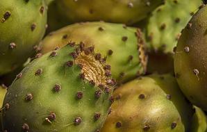 prickly green tropical fruits