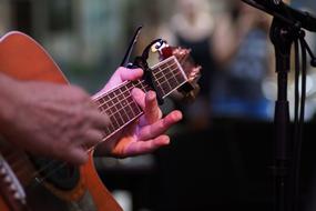 Guitar musician to play