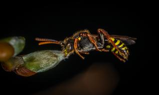 wild wasp in the dark