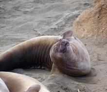 sea lion beautiful view cute