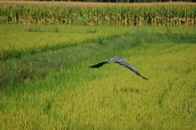 Gray Heron Bird Ali