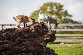 farm ChildrenS Goats