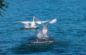 splashing swans in the lake