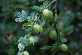 Refreshingly delicious berries