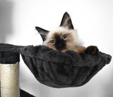 Charming Cat Mammals