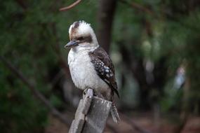 Kookaburra Bird Australia