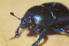 black Beetle macro view