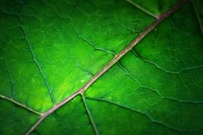 Leaf Structure Texture