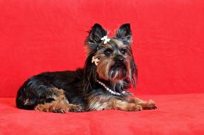 Yorkshire Terrier Dog macro