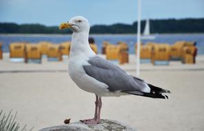 Seagull Baltic Sea Bird