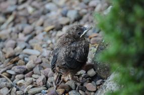 Young Songbird in nature