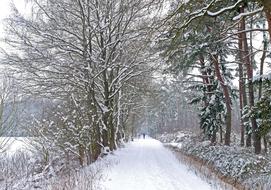 Walking a dog in a winter park
