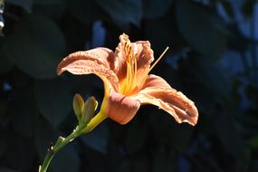 Day-Lily Orange Dark