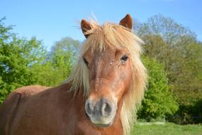 Shetland Small Pony portrait