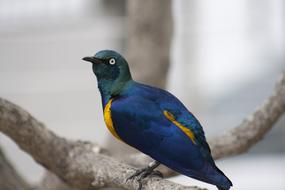 Bird Blue Animal