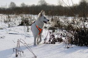 big dog looks beautiful