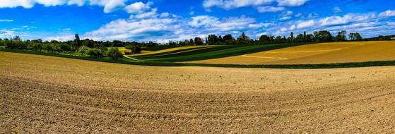 Field Panorama Sheep