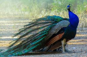Peacock Turkey Ave bird