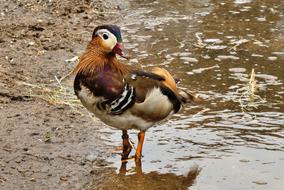 funny duck on a lake beach