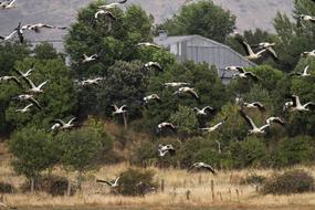 birds flying chaotically in a flock