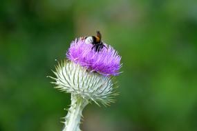 hummel on the purple thistle