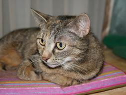 Cat Cute Animal