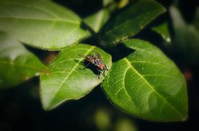 Fly Insect Insects