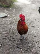 poultry on the farm