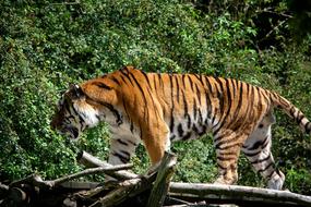 Tiger Animal World